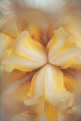 Yellow iris macro