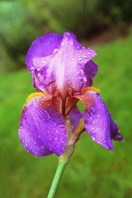 purple iris