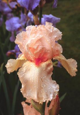 Pink iris