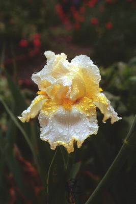 Yellow/White Iris