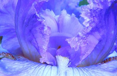 blue iris macro