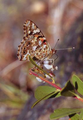 Painted lady butterfly