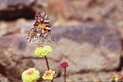 Painted lady butterfly