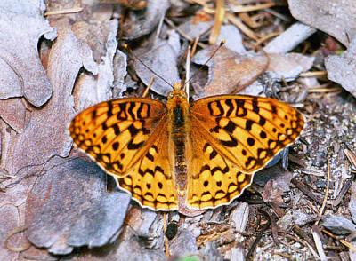 Fritillary (pos. Zerene) butterfly