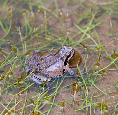 Cascades frog