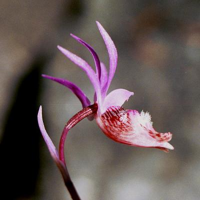 Fairy slipper, Calypso bulbosa