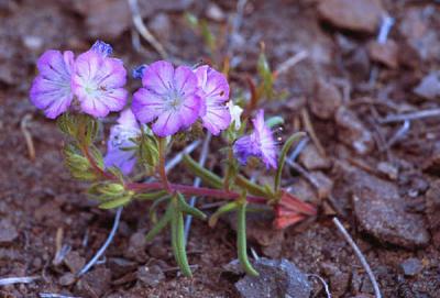 Thread leaved phacelia, Phacelia linearis