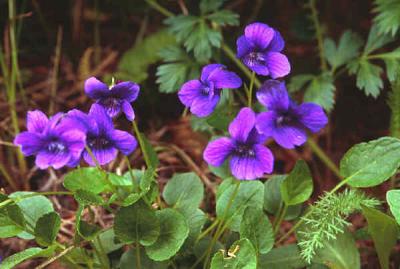 Blue violet, Viola adunca