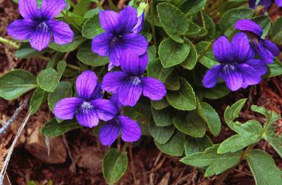 Blue violet, Viola adunca