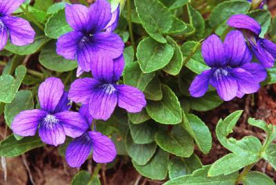 Blue violet, Viola adunca