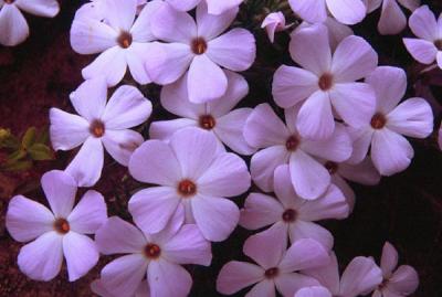 Phlox  sp.