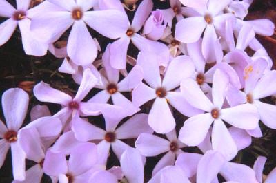 Phlox sp.