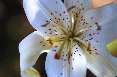 White lily