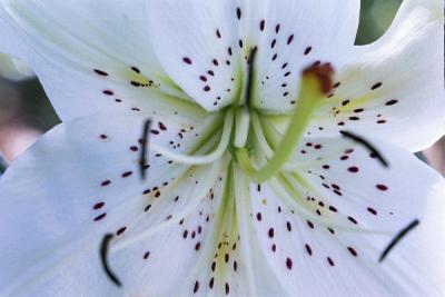 White lily