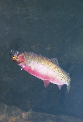Westlope cutthroat trout