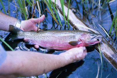 Westlope cutthroat trout