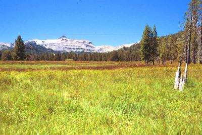 Conrad Meadow
