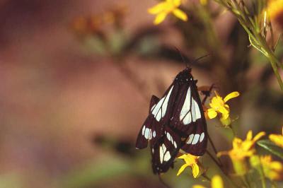 32Tiger Moth