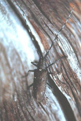 Oregon fir sawyer, Monochamus oregonensis