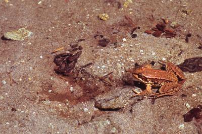 11 Cascades frog