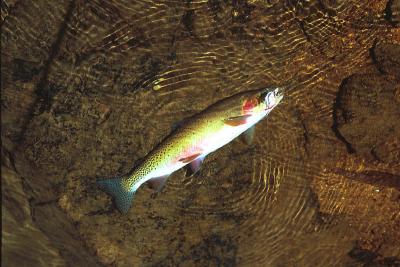 24, 14 inch westslope cutthroat trout