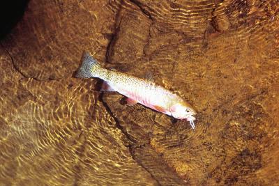 23 Cutthroat trout