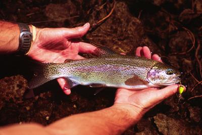  Rainbow trout