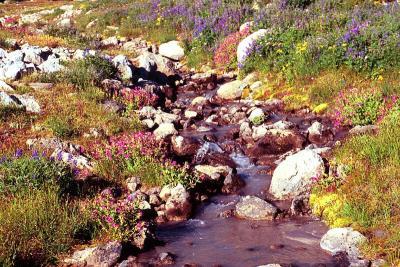 Mountain creek and wildflowers