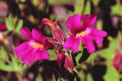 Pink monkey-flower, Mimulus lewisii
