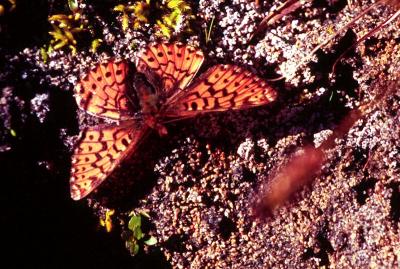 Fritillary butterfly