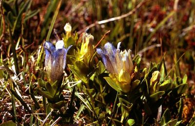 Explorer's gentian, gentiana calycosa