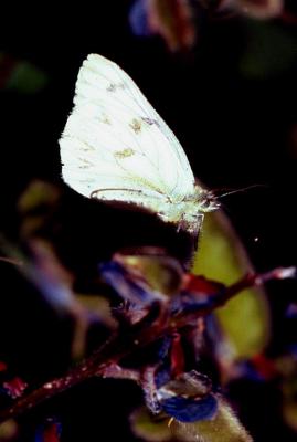 Western white (Pontia occidentalis)