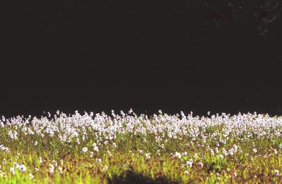 Cotton-grass, Eriophorum sp.
