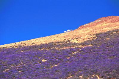 Lupine and goats