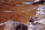 Yellow rumped (Audubon's) warbler