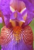 Purple iris macro