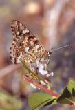 Painted lady butterfly