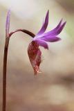 Fairy slipper, Calypso bulbosa