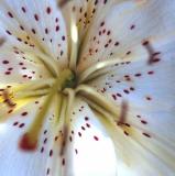 White lily macro