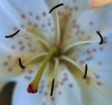 White lily abstract