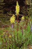 Bracted lousewort, Pedicularis bracteosa