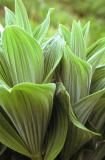 Green false hellebore, Veratrum viride