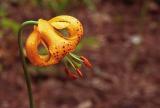  Tiger lily, Lilium columbianum