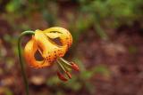 Tiger lily, Lilium columbianum