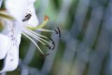 Fly on white lily