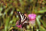 22 Western swallowtail butterfly