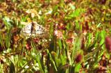 Clodius parnassian butterfly