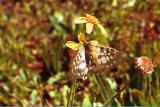 Clodius parnassian butterfly