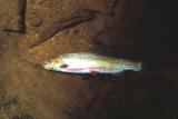 25 Cutthroat trout