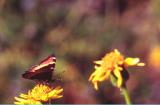 Milbert's tortoiseshell butterfly, Nymphalis milberti